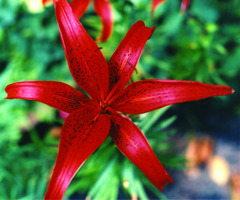 Foto: Gerhard Steinbrück